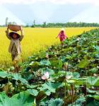 Tại Đồng Tháp